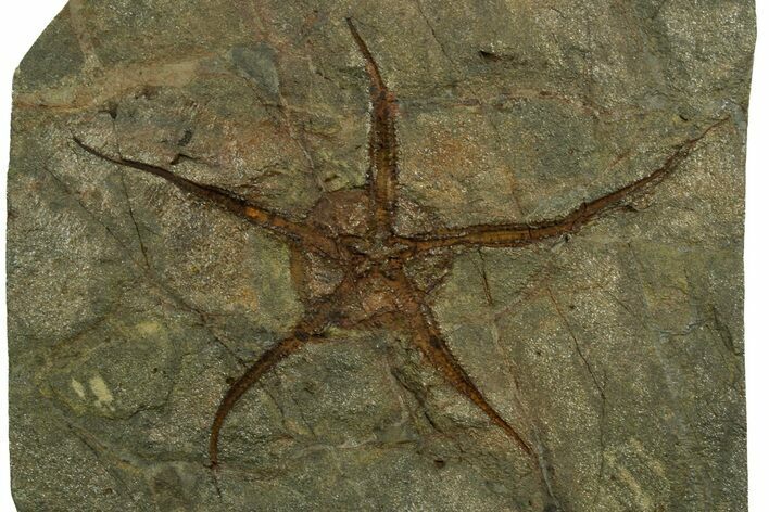 Huge, Ordovician Brittle Star (Ophiura) Fossil - Morocco #381653